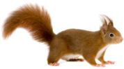 03018woo-3a6c-178x100.png