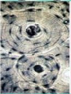 030196ef-276c-144x192.png