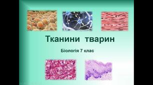 Тканини тварин