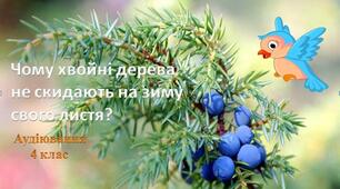 (Копія) Аудіювання 4 клас. "Чому хвойні дерева не скидають на зиму свого листя?"
