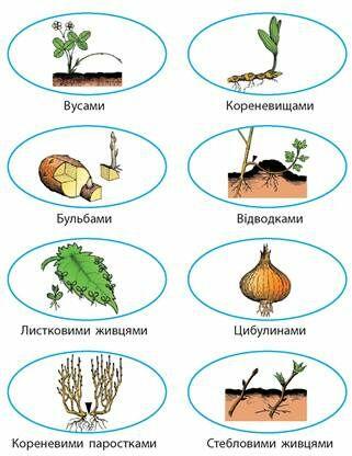 розмноження рослин - Hľadať Googlom | Plants