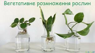Розмноження багаторічників