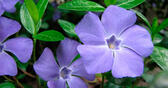 Парк Горького витратить на барвінок третину мільйона гривень