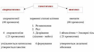 Опорний конспект на теми "Будова репродуктивної системи. Статеві клітини. Запліднення"