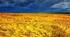 Яскрава розтяжка "Тиждень історії"