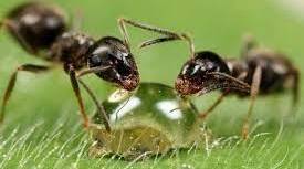 Родина супільних комах Мурахи (Formicidae)