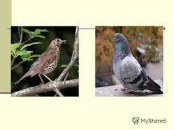 0301bjcr-36c9-249x186.jpg