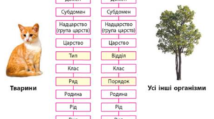 Класифікація тварин. Тканини.Органи.Системи органів.
