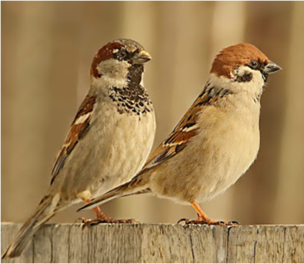 0301bk3x-c4c2-304x264.png