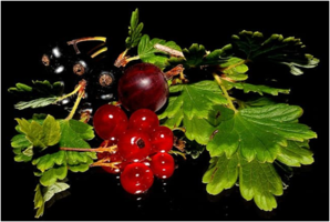 0301bk5v-07e7-298x200.png