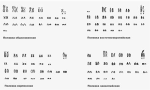 0301bk77-e2dc-310x185.png