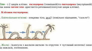 Опорний конспект на тему "Кишковопорожнинні"