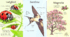 Картки |Birds | Bugs | Trees (3 комплекти)