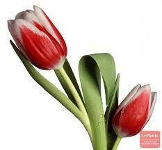 Тюльпан (Tulipa) — описание, выращивание, фото | на LePlants.ru