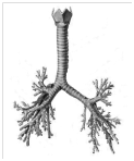 0301c5cp-cefa-123x148.png