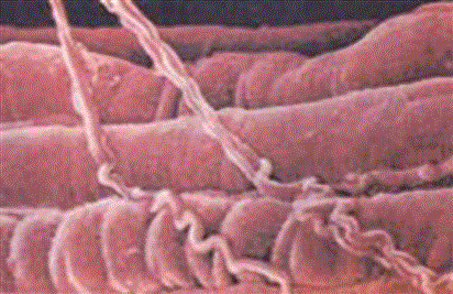 0301cc2s-0aa6-412x267.gif