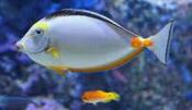 0301cdis-ca77-175x101.jpg