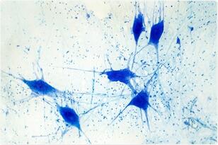 Study sheds light on how glial cells control the function of nerve cells