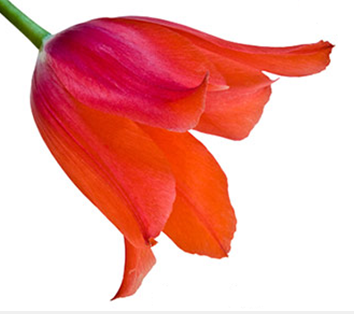 0301cf04-383b-354x314.png