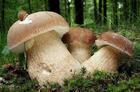 Отруєння грибами: 10 фактів, які важливо знати львів'янам