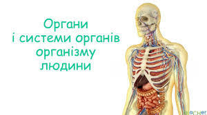Органи та фізіологічні системи органів організму людини