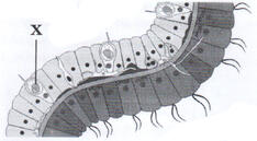 0301d5qc-abc8-234x129.jpg