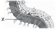 0301d5tj-d29b-194x105.png