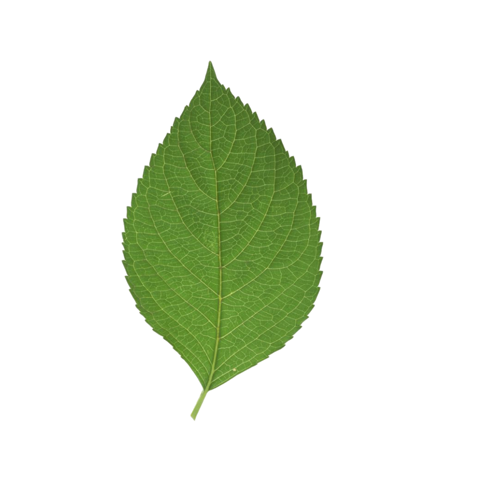 0301deoa-a579-940x940.png