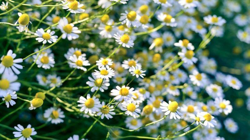 Вирощування лікарських рослин може стати високоприбутковою справою —  SuperAgronom.com