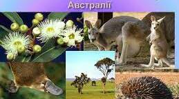 Унікальність органічного світу Австралії