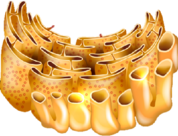 0301dx2p-ad67-178x136.png