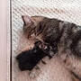 https://fs03.vseosvita.ua/0301dzrx-085e-90x90.jpg