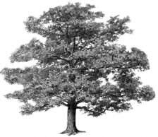 0301e30u-a3d2-224x194.jpg