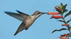 Екологічна ніша. Коеволюція та коадаптація.