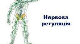 Поняття про механізми регуляції. Нервова регуляція. 