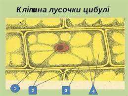 0301e63r-fc7b-259x194.jpg