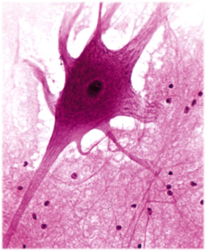0301e8fo-d6bc-293x356.png