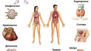 Органи та системи. Тканини.