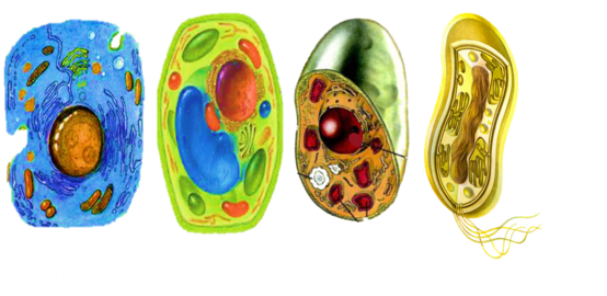 0301ehly-7439-554x270.png