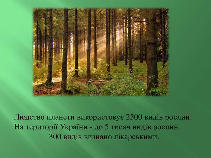 Презентація "Зелена аптека рідного краю"