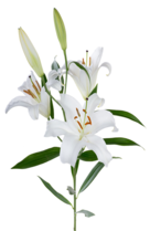 0301f4zi-6b16-118x181.png