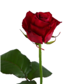 0301f51w-6dd4-112x144.png