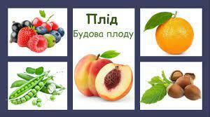 Дослідження різних типів плодів (НУШ, 7 клас)