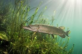 Житомирський рибоохоронний патруль - 🐟🐠Органи чуття у риб Прийнято вважати, що оскільки риби стоять на нижчому щаблі організації ніж ссавці, то і їх органи чуття - примітивніше. Насправді це не так. Хоча