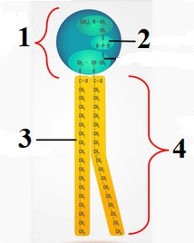 0301ffyq-ed6e-214x268.png