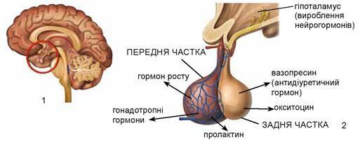 0301fg5a-cf49-513x203.jpg