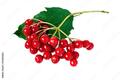 Vibúrnum ópulus-калина обыкновенная изолировано. Stock Photo | Adobe Stock