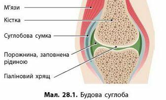 28. Опорно-рухова система. З'єднання кісток. Скелет » uabooks.top