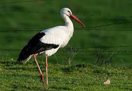 0301g6sl-044d-270x186.jpg
