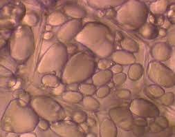 Bio10_19_5.jpg